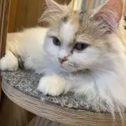 Dylanの画像