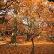 まこ
