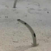 靴下の画像