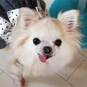 ぽん助　オーダーはコメントしてね