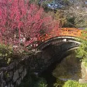 tarosan