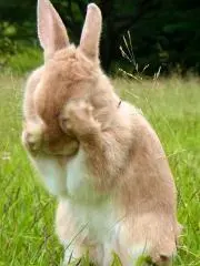うさぎの画像