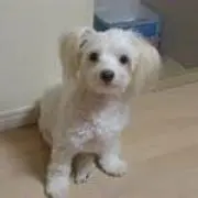 さすけ