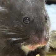 ふくの画像