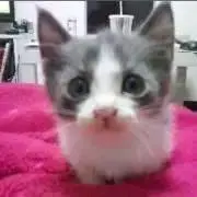 じゅーたんの画像