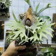 p. researcherの画像