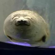 ぱんだの画像