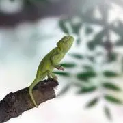 しおの画像
