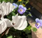 もっちり