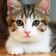 S Kの画像