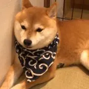 さだはるの画像