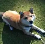 Ikuminの画像