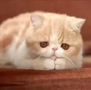 ねこもち