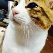 ジャム