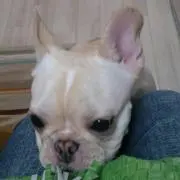 ちゃちの画像
