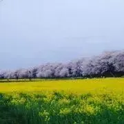 綾波様