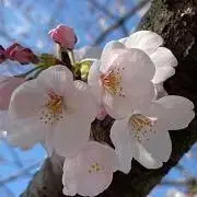 あやみるく★の画像