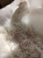 ひそかの画像