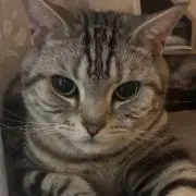 無理ちゃんの画像