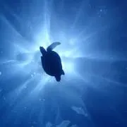 Keiの画像