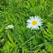 花の画像