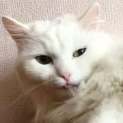 レナ⭐️の画像