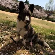 ロン