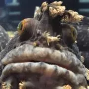 tontemushiの画像