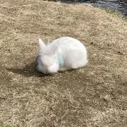 ふふの画像