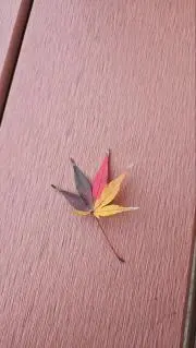 Sa