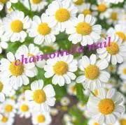 chamomile