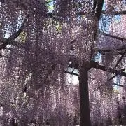 hiromi