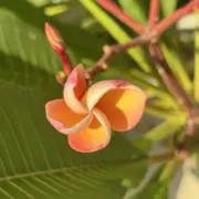 こももの画像