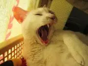 たけちゃの画像