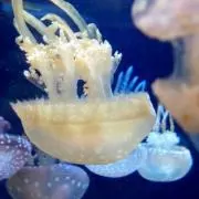 yの画像
