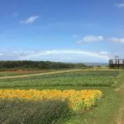スガシサオの画像