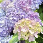 ❤︎あたこ❤︎の画像