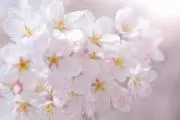 さくらもちの画像