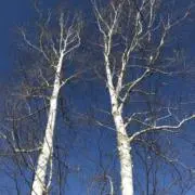 風花の画像