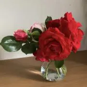 happy-lilyの画像