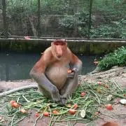ともみんの画像