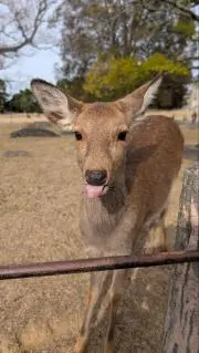 ポポの画像