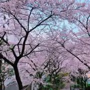 ばなななの画像