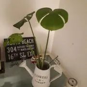 ちっくんの画像