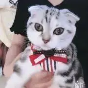 ボンボンの画像