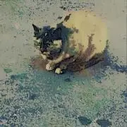 Kimの画像