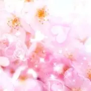 桜花　即購入OK