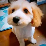 まおの画像