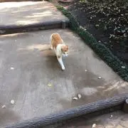 naniの画像