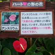 i―ku